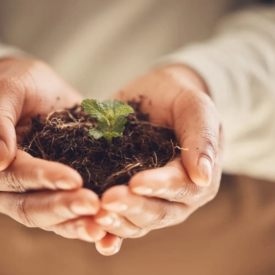 A pair of hands gently cupping a small seedling growing from dark soil, symbolising the act of nurturing what is trying to emerge during the Dark Night of the Soul