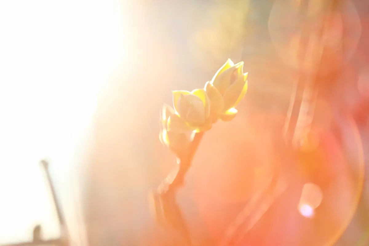 A lotus bud emerging into golden light — transformation within the Dark Night