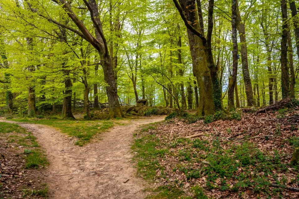 Un sendero forestal que diverge suavemente en dos direcciones: comprender el matiz de los diferentes caminos de curación