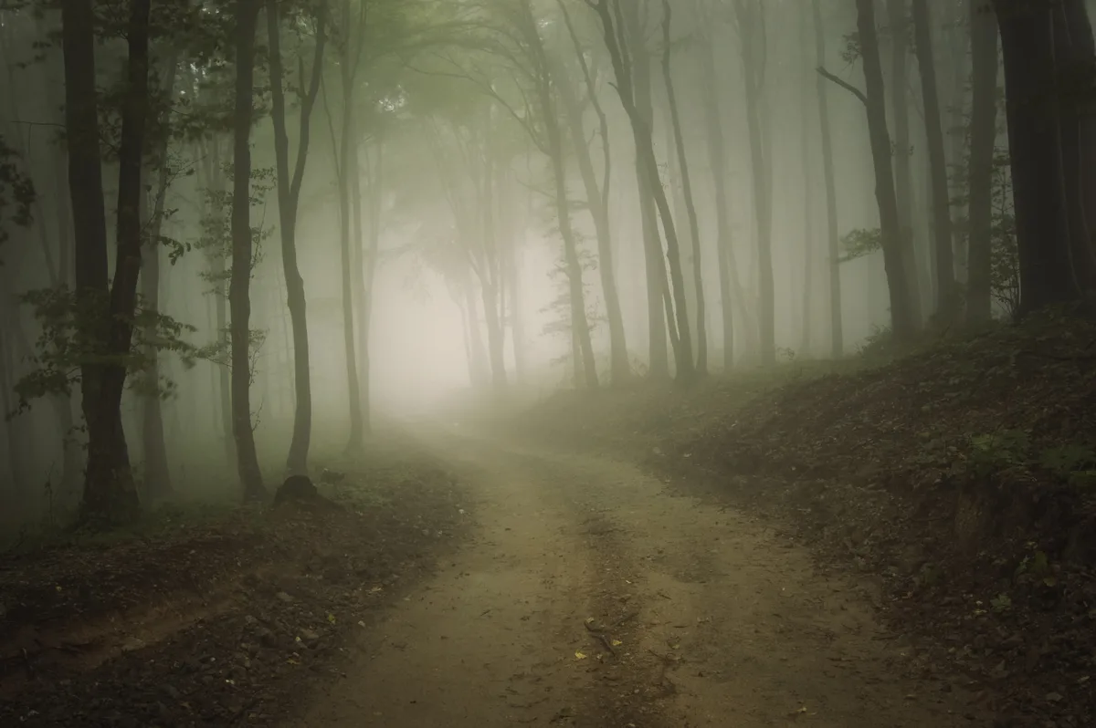 A path curving into soft mist through a forest