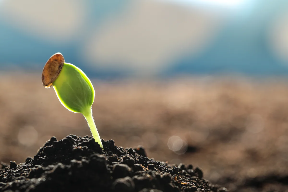 A tightly closed bud beginning to bloom, representing the soul outgrowing its current container