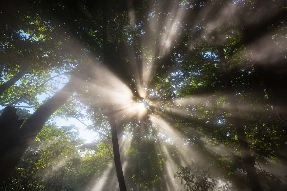 Looking upward through an ancient forest canopy with rays of light filtering through the leaves, evoking a journey of layered, natural growth